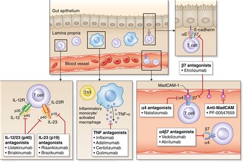 The current state of the art for biological therapies and new small molecules in inflammatory ...