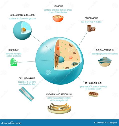 Basic Human Cell Structure 的图像结果