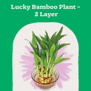 Ugaoo Lucky Bamboo 2 Layer Feng Shui Plant : Amazon.in: Garden & Outdoors