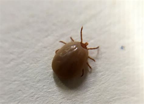 Image result for Embedded Deer Tick