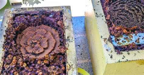 Image result for Tim Heard Native Bees