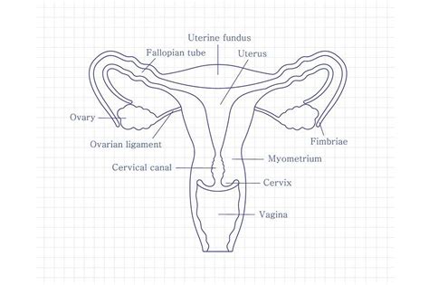 Image result for How to Draw a Female Reproductive System
