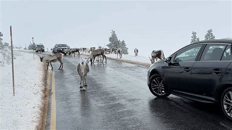 A very Scottish scene as reindeer hold up traffic in Cairngorm Highlands