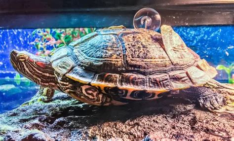 Image result for Peeling Turtle Shell