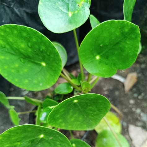 Pilea Peperomioides – Decorative Indoor Plant
