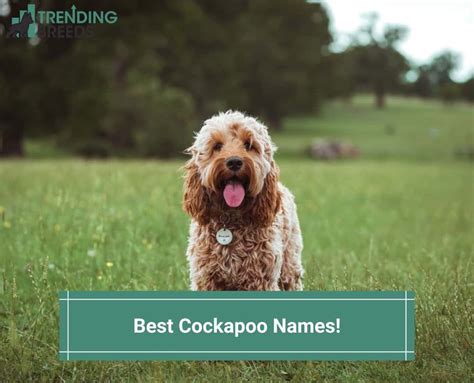 Best Cockapoo Names-template | Trending Breeds