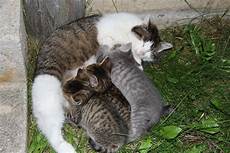 malvorlage katze mit jungen hof feldlhof malvorlage katze mit jungen hof feldlhof