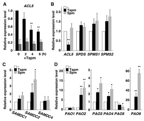 Effect of Thermospermine on the Growth and Expression of Polyamine ...