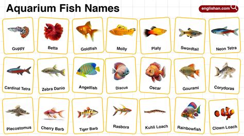 Aquarium Fish List Of Names