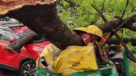 'Encroached Up To Neck...City Lost Hundreds Of Trees': Delhi Court ...