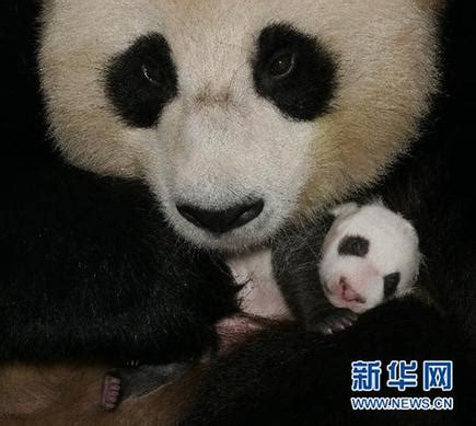 青羚网-大熊猫宝宝“淘淘”的成长