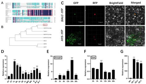 Overexpression of SlALC Increases Drought and Salt Tolerance and ...