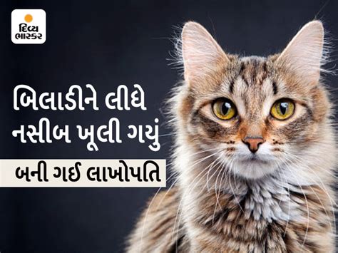 The owner fought the case for 3 years in court for the pet cat, now got ...