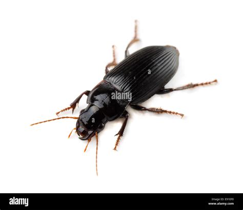 Common black ground beetle hi-res stock photography and images - Alamy