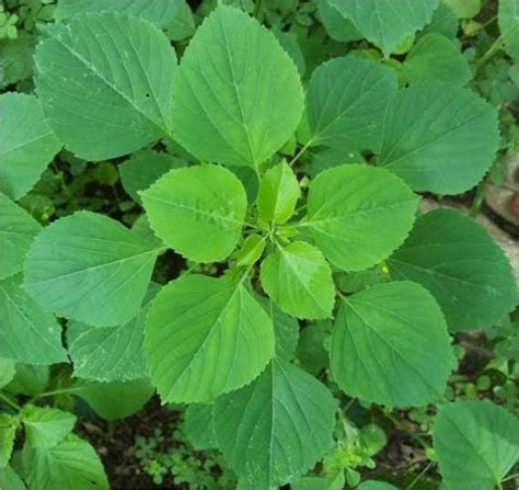 Fresh Kuppaimeni Leaf 100g Indian Mercury |Indian Nettle Acalypha ...