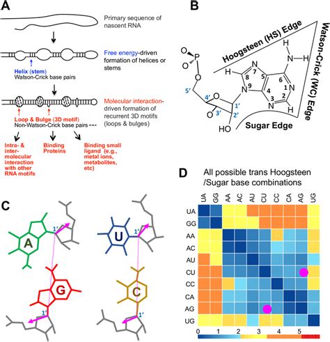 Basic Structure of RNA 的图像结果