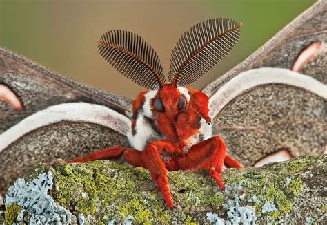 VENEZUELAN POODLE MOTH photos - wallpapers (ανανεωμένο) | the fun bank