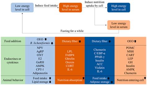 Evaluation of the Relationship between Adipose Metabolism Patterns and ...