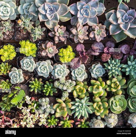Miniature succulent plants Stock Photo - Alamy