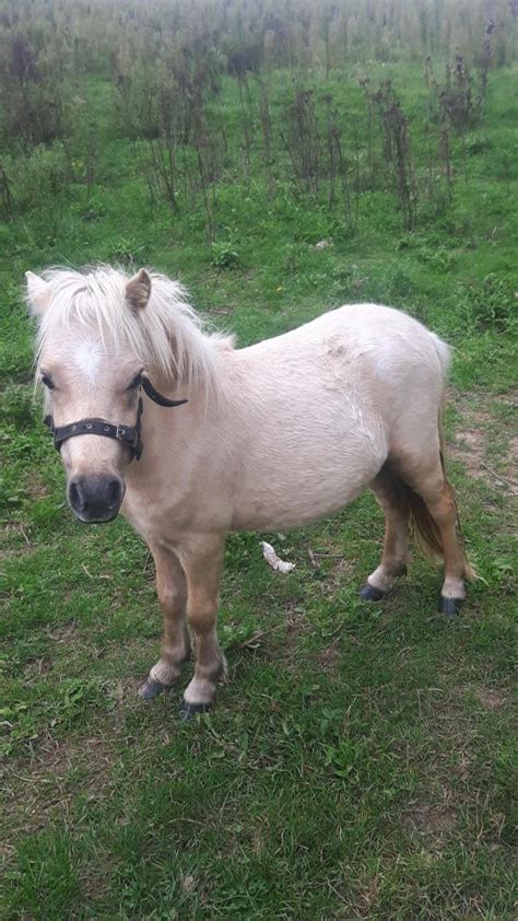 Aus Hobby Zucht mehrere Geritten und gefahrene Shetty und Pony zu ...