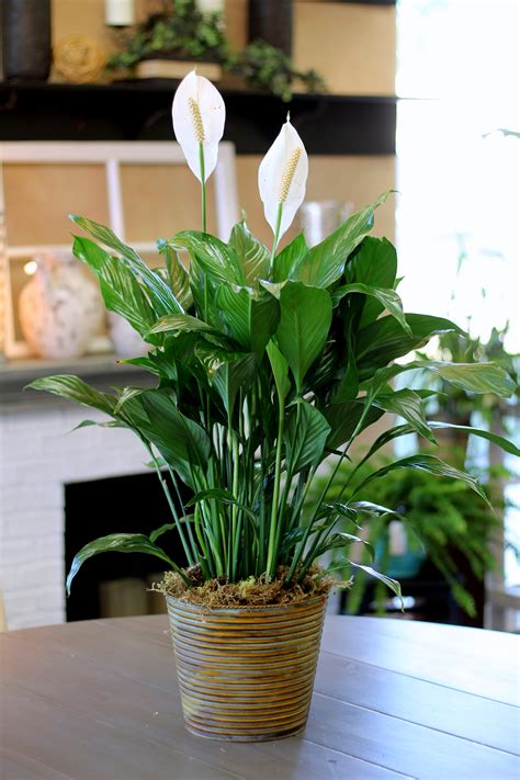 Large Peace Lily in Simi Valley, CA | Michael's Flowers