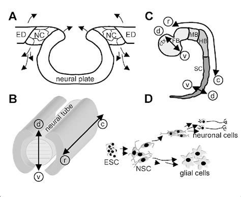 Image result for Neurodevelopment Process