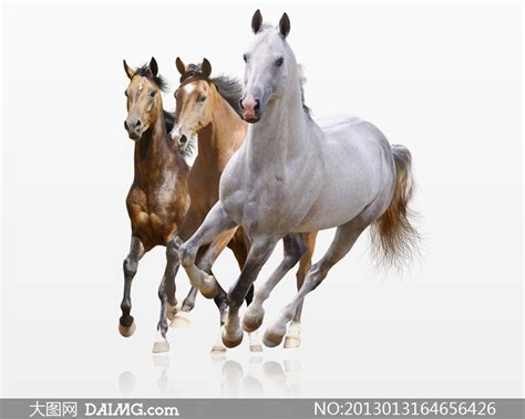 三匹马在一起的图片,一辈子在一起的图片,三匹马的图片大全大图_大山谷图库