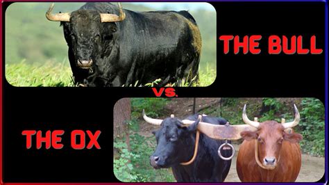 The Bull vs. the ox - One Great Work Network
