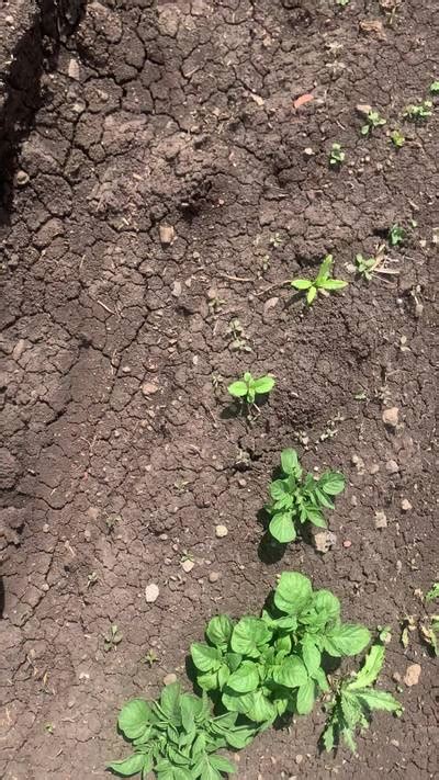 Supervisely Potatoes - Dataset Ninja