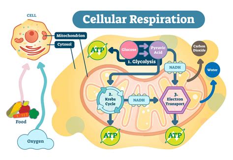 Synapomorphy - Definition and Examples - Biology Online Dictionary