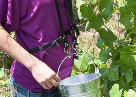 Raspberry Picking Buckets Person Picking Raspberries Hi Res Stock
