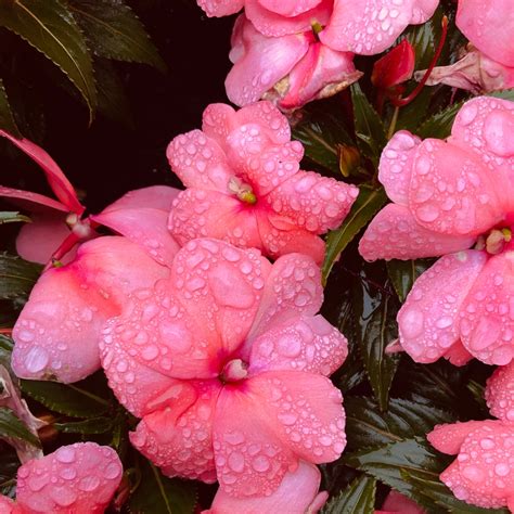 Are Impatiens Poisonous To Dogs