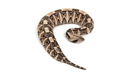 Gaboon Viper Snake Bite 的图像结果