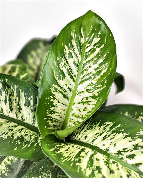 Dieffenbachia ‘Tropic Snow’ | PlantVine