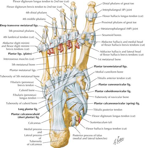 Foot Diagram 的图像结果