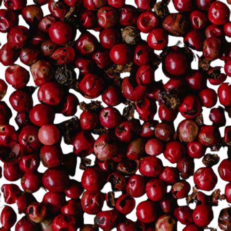 Vibrant Coast – Fraghill