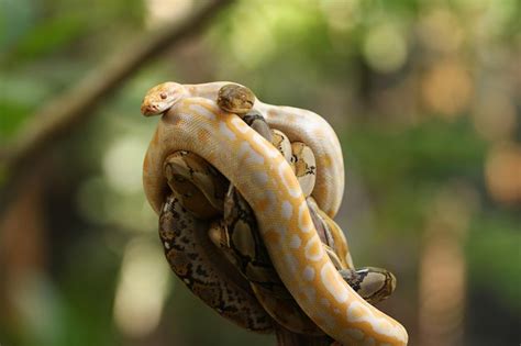 Python Species 的图像结果