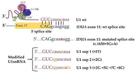Splicing Modulation as a Promising Therapeutic Strategy for Lysosomal ...