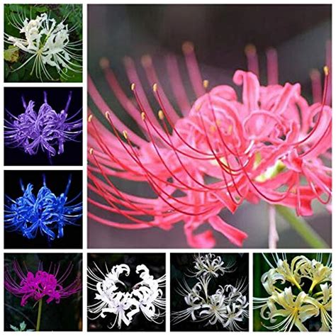 Seeds 65 Pcsmixed Lycoris Flower Seeds Perennial Temperate Indoor ...