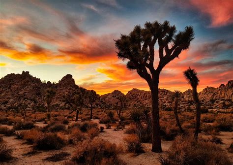 15 Best Things to Do in Yucca Valley, CA - Travel Lens