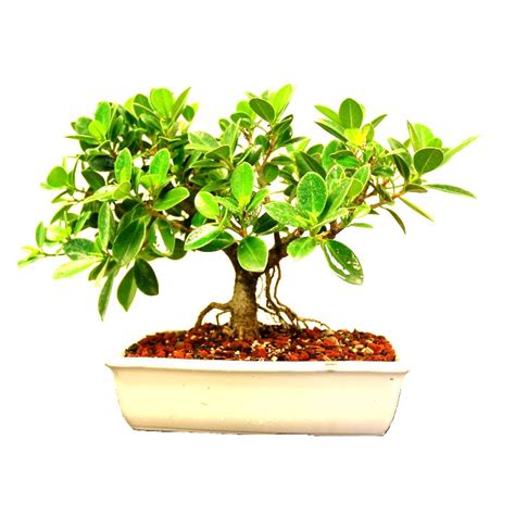 Buy Ficus Iland Dwarf Bonsai - 5 Years online at best price