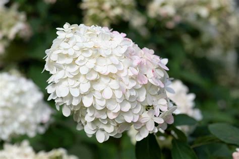 Tree Hydrangea (Panicle Hydrangea): Plant Care & Growing Guide