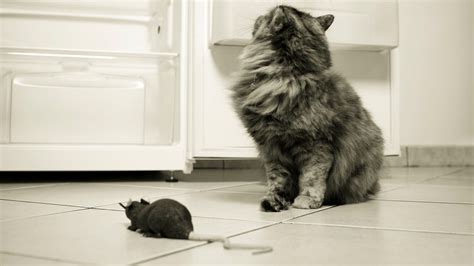 Do Cats Eat Rats? Rat v Cat, the Truth! - DIY Rodent Control