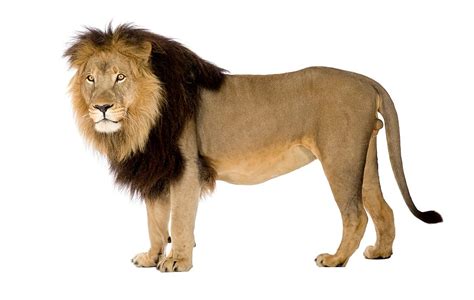 IUCN Green Status Assessment: Lions in Africa and India Deemed 'Largely ...