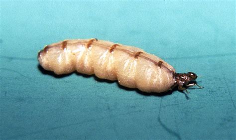 Image result for Formosan Termite Alate