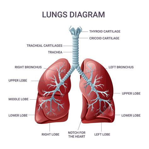 Lungs medical educational diagram. Vector illustration 35633943 Vector ...