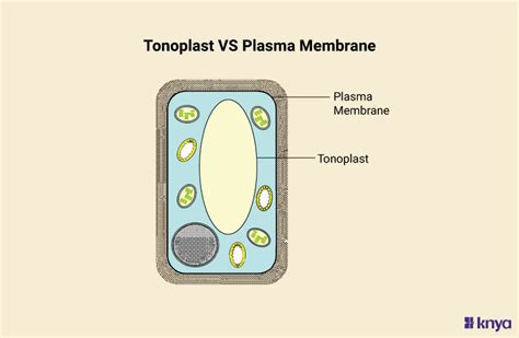 Difference Between Tonoplast and Plasma Membrane | Learn More – Knya