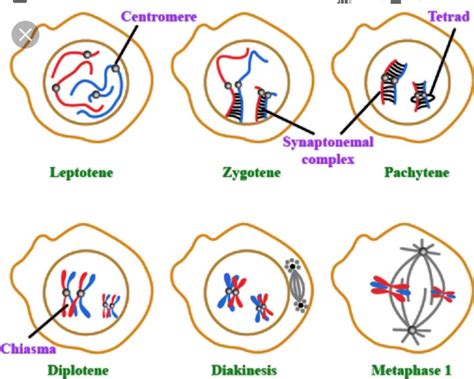 Pachytene in meiosis