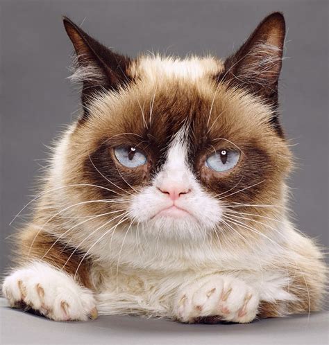 Image result for Grumpy Cat Smiling