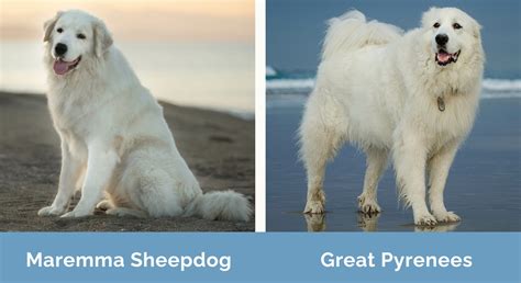 Maremma Sheepdog